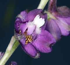 Delphinium hansenii ewanianum