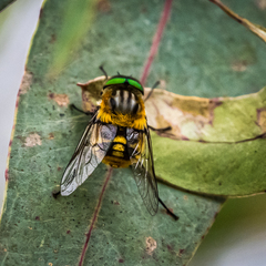 Scaptia auriflua