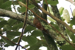 Lepidocolaptes lacrymiger