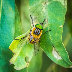 Scaptia auriflua