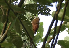 Lepidocolaptes lacrymiger