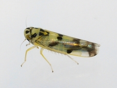 Eupteryx atropunctata