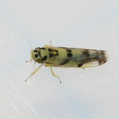 Eupteryx atropunctata