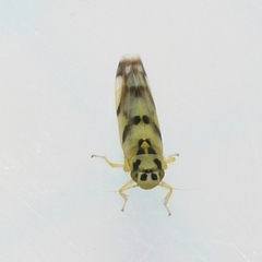 Eupteryx atropunctata
