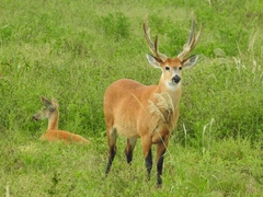 Blastocerus dichotomus