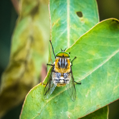 Scaptia auriflua