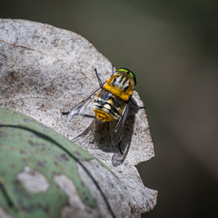 Scaptia auriflua