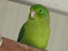 Forpus conspicillatus