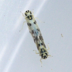 Eupteryx atropunctata
