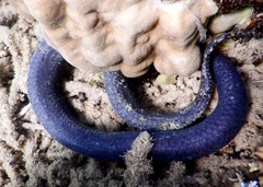 Emydocephalus annulatus