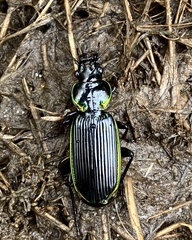 Catadromus lacordairei