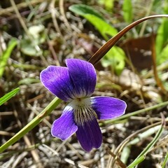 Viola septemloba