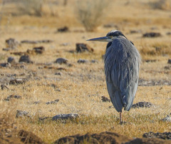 Ardea herodias