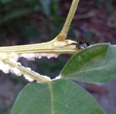 Coptosoma xanthogramma