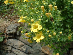 Aureolaria pedicularia