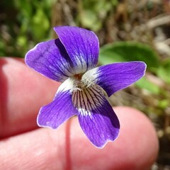 Viola septemloba