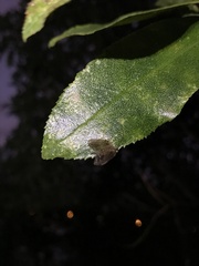 Drepanacra binocula