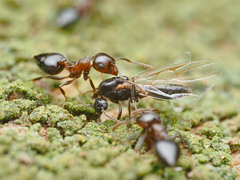 Crematogaster cerasi