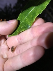 Drepanacra binocula