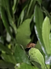 Drepanacra binocula