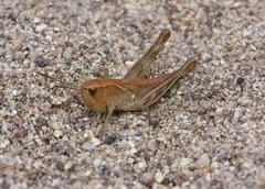 Boopedon flaviventris