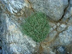 Johnstonella racemosa