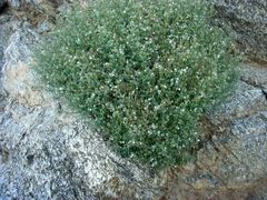 Johnstonella racemosa