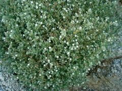 Johnstonella racemosa