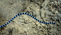 Laticauda laticaudata