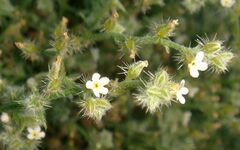 Johnstonella racemosa