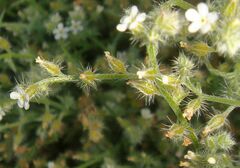Johnstonella racemosa