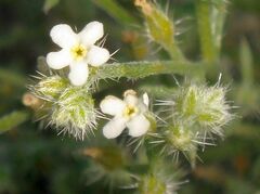 Johnstonella racemosa