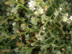 Johnstonella racemosa