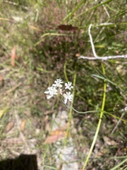 Apiales