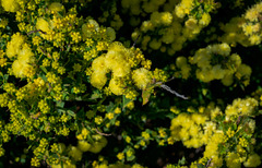 Acacia littorea