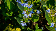 Scaevola nitida
