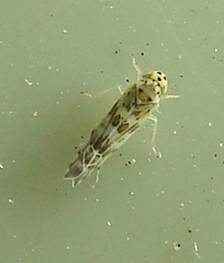 Eupteryx melissae