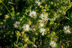 Melaleuca systena