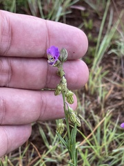 Polygala gracilenta