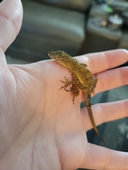 Anolis sagrei