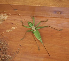 Neobarrettia hakippah