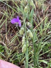 Polygala gracilenta