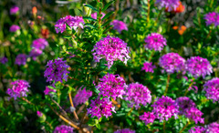 Pimelea rosea