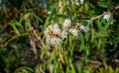 Hakea oleifolia