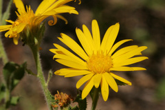 Heterotheca fulcrata