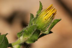 Heterotheca fulcrata