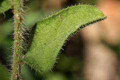 Heterotheca fulcrata