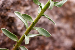 Heterotheca zionensis
