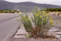 Heterotheca zionensis