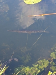 Lepisosteus platyrhincus